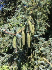 Picea retroflexa