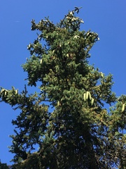 Picea asperata
