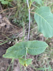 Lonicera arizonica