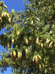 Picea glehnii
