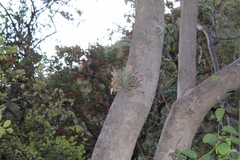 Tillandsia argentina