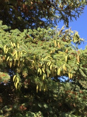 Picea glehnii