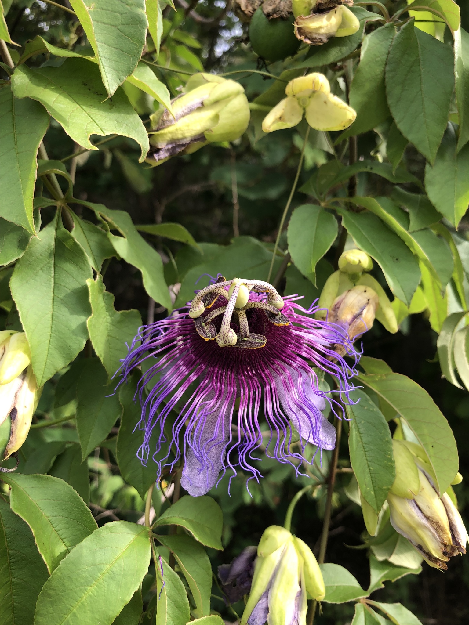 Passiflora cincinnata