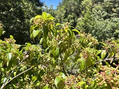 Viburnum propinquum