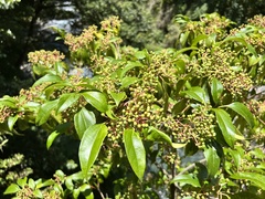 Viburnum propinquum