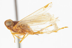 Cyclopoliarus atkinsae