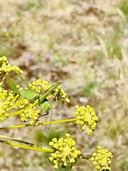 Leptophyes laticauda