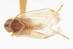 Cyclopoliarus atkinsae