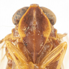 Cyclopoliarus atkinsae