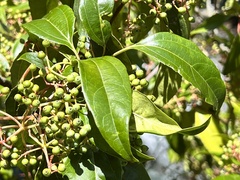 Viburnum propinquum