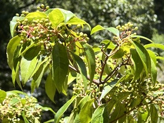 Viburnum propinquum