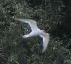 Sterna hirundo