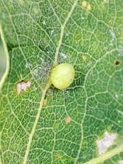 Harmandiola globuli