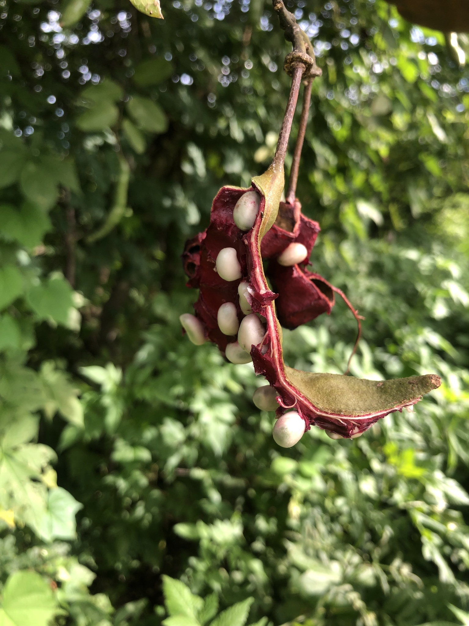 Cynophalla hastata