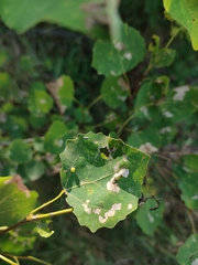 Harmandiola globuli