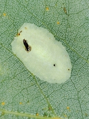 Phyllonorycter apparella