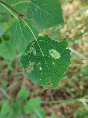 Phyllonorycter apparella