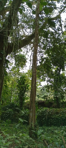 Aspidosperma excelsum observed 2022-07-14