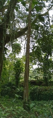 Aspidosperma excelsum