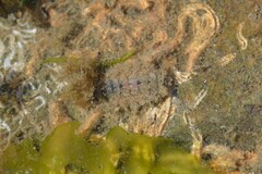 Acanthochitona