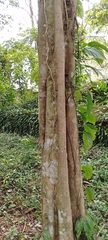 Aspidosperma excelsum