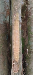 Aspidosperma excelsum