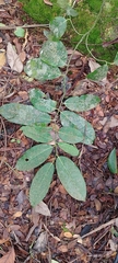 Aspidosperma excelsum