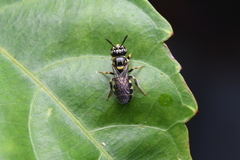 Ceratina collusor