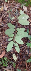 Aspidosperma excelsum