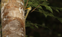 Draco quinquefasciatus
