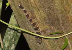 Cyrtodactylus macrotuberculatus
