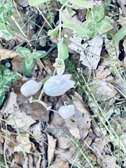 Cephalanthera damasonium