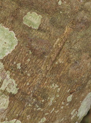 Draco blanfordii