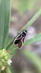 Ochrostomus pulchellus