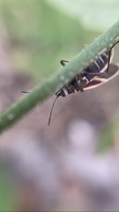 Ochrostomus pulchellus