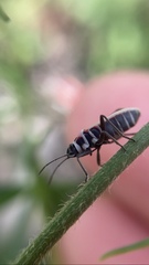 Ochrostomus pulchellus