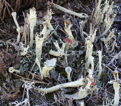 Cladonia sulphurina