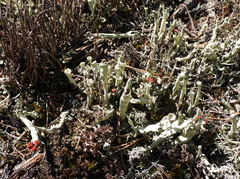 Cladonia sulphurina