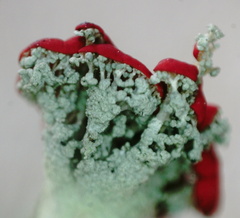 Cladonia sulphurina