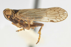 Melanoliarus concinnulus