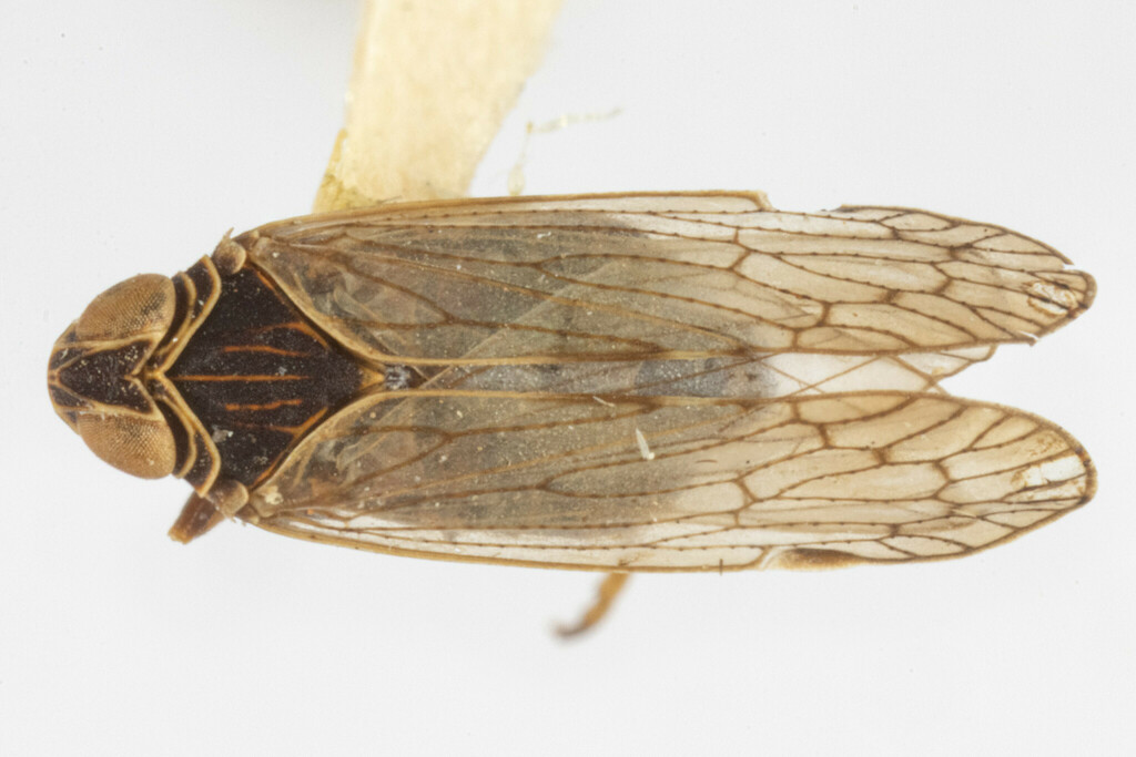 Sonorium