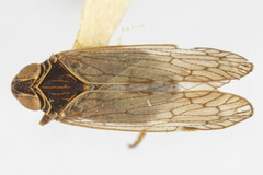 Melanoliarus concinnulus