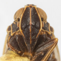 Melanoliarus concinnulus