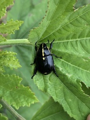 Rutela