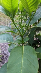 Phytolacca americana