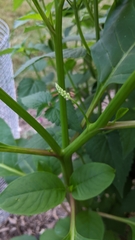 Phytolacca americana