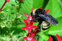 Bombus pensylvanicus