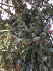 Picea koyamae
