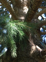 Picea smithiana