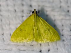 Loxomorpha flavidissimalis